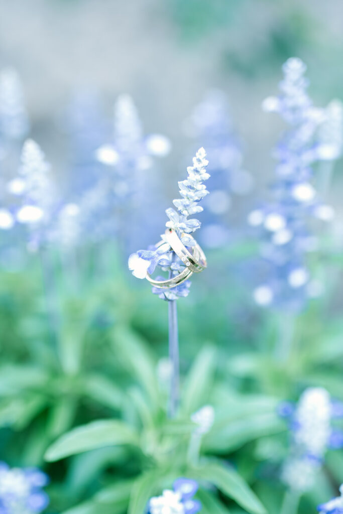 Nahaufnahme von Hochzeitsringen auf Lavendelblüte
